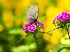 есть бабочка, которая сидит на цветке