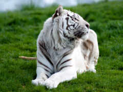 tigre, imagens, branco