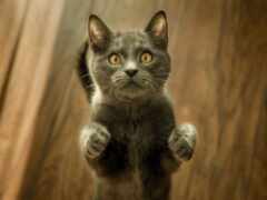 есть кошка, которая стоит на задних лапах