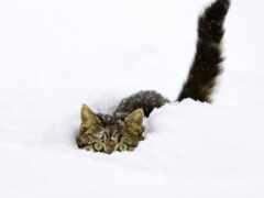 кошки, снег, любят