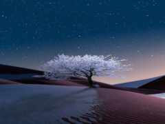 дерево, дюна, ночь