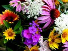 phlox, ню, паникула
