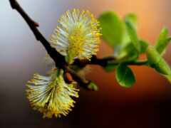 есть крупный план ветви с желтыми цветами