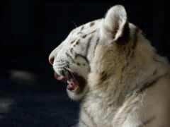 есть белый тигр, который зевает в темноте