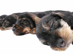 три маленькие собачки спят вместе на белой поверхности