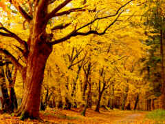 лес, деревья, осень No 147689 Разрешение 1920x1080