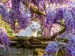 кот, white, весна