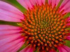 цветок женщины с зеленым фоном и размытым фоном