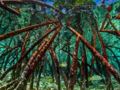 закрытие мангрового дерева с рыбой в воде