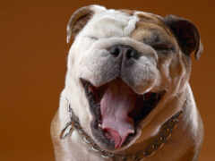 есть собака, которая улыбается и имеет открытый рот