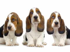 три собаки сидят рядом друг с другом на белой поверхности