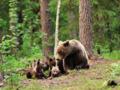 ursa, медвежата, лес
