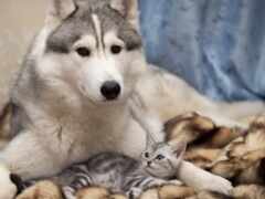 арафа и котенок, лежащие на одеяле с собакой