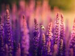 lavender, cvety, поле