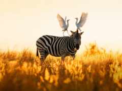 zebra, priroda, исполнитель