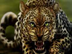 леопард, морда, кот