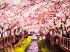 весна, япония, Сакура