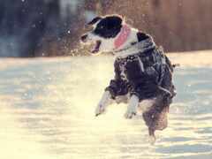 прыжок, собака, снег