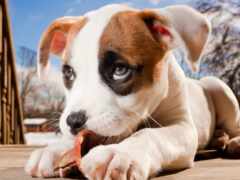 щенок жует кость на патио с голубым небом на заднем плане