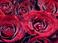 цветы, роза, красный