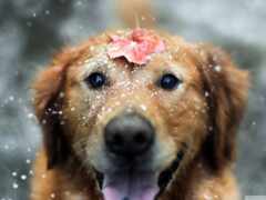 собака, снег, животное