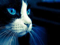 черно-белая кошка с голубыми глазами