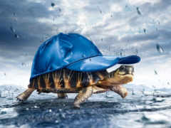 черепаха, под, дождь