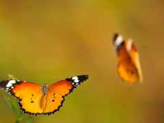 бабочка, оранжевый, пара
