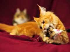 есть кошка, которая играет с мышкой на кровати