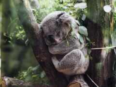 палуба, австралия, коала