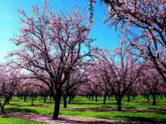 hyundai, деревья, розовый