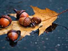 acorn, осень, лист