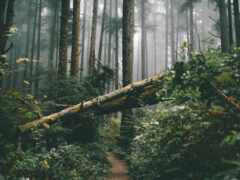 упавшее дерево посреди леса