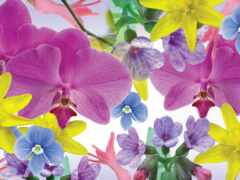 орхидея, цветы, красочные