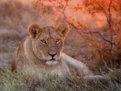 есть лев, который лежит в траве