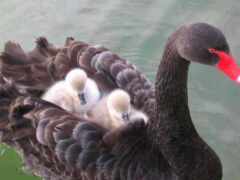 черный, черный, cygnet