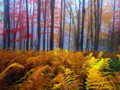 осень, папоротник, лес