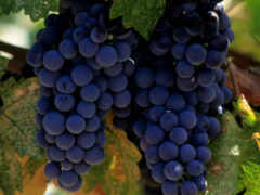 закрытая куча винограда, свисающая с виноградной лозы