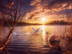 два лебедя плавают в воде на закате