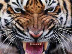 тигр, животное, глаз