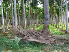 женщина пальма в поле с кучей палок