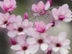 есть крупный план розового цветка на ветке