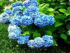 есть много синих цветов, которые растут в траве