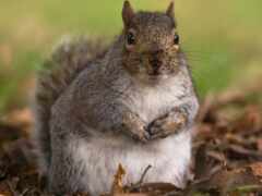 есть белка, которая стоит на задних лапах