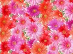 закрытие кучки цветов с розовыми и красными лепестками