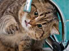 есть кошка, которая сидит в раковине питьевой воды