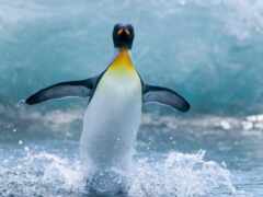 pingvin, voda, zhivotnye