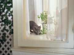 есть кошка, которая сидит в подоконнике