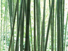стебли, бамбука