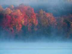 осень, дерево, туман